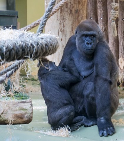 berlinzoo4